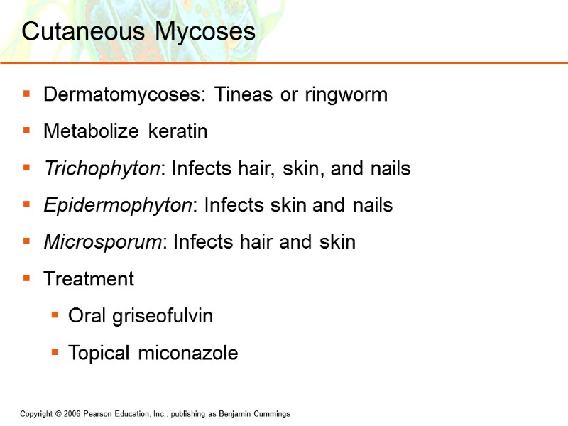 Cutaneous Mycoses Dermatomycoses: Tineas or ringworm Metabolize keratin  Trichophyton: Infects hair, skin, and